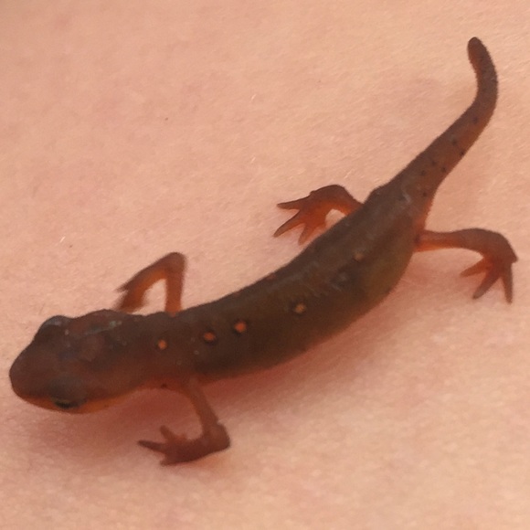 Meet your Posher, Raya - Picture 1 of 1